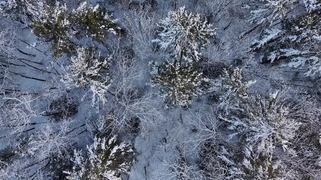 Winter aerial view featuring the snowy woods around Little River Park in Lee, New Hampshire