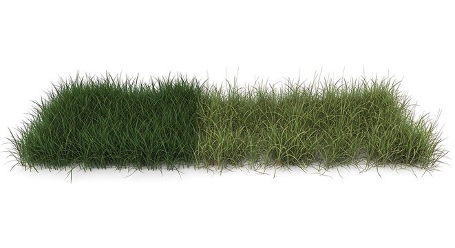 Green grass texture natural lawn background.