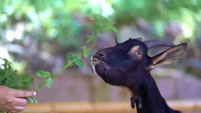 Black goat feeding on fresh green leaves from human hand in outdoor farm environment, animal care and livestock feeding concept.