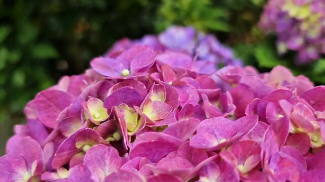 Beautiful Purple Hydrangea Macrophylla Blooming in Lush Spring Garden