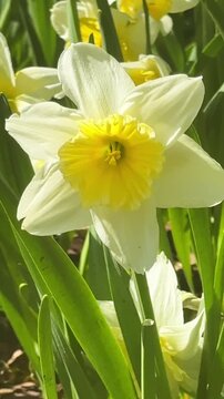 Single Daffodil Swaying in Wind Footage in Spring Garden, for Seasonal Content, Easter Greetings, Nature Relaxation Videos, Spring Renewal, Floral Backgrounds, and Calm Outdoor Mood
