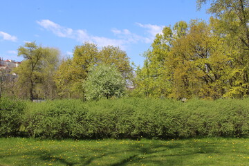 Fototapeta premium spring in the park, blooming trees in the park in spring