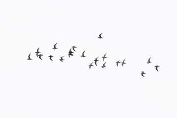 Obraz premium flock of european golden plover (pluvialis apricaria) in breeding plumage in flight, found at Texel in the Netherlands