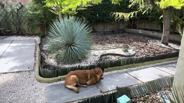Belgian Malinois Dog Resting in Contemporary Paris Garden with Yucca Rostrata &mdash; 4K