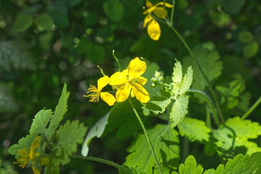 Blooming Greater Celandine (Chelidonium majus) in its natural habitat.