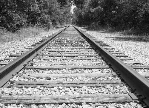 railroad tracks in the forest