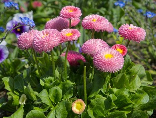 Pink English daisies (Bellis perennis f. monstrosa) and pansies © Olena