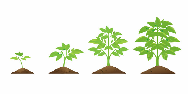 Plant growth stages illustration on white background