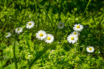 Wild common daisies (Bellis perennis) on a green meadow in sunny weather. © Olena
