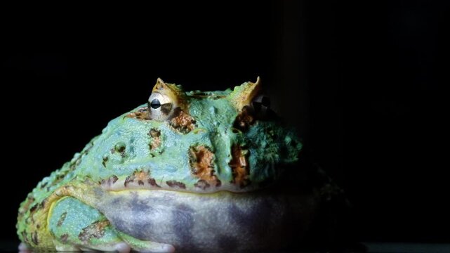 Pacman Frog Close Up 