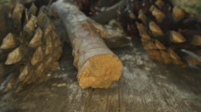 Macro closeup pine cones weathered wood, cut twig and bark fragments arranged on rough plank, warm brown palette, fine bark texture, shallow depth of field, soft directional sunlight evokes rustic