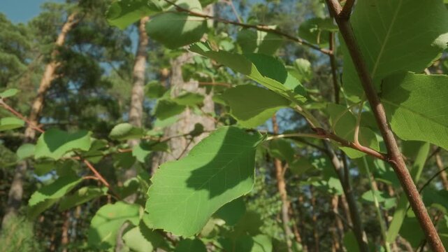 Macro closeup green aspen leaves sunlit forest backdrop, slender red twigs with small dark berries, crisp venation and texture, shallow depth of field, gentle breeze causing subtle motion, botanical