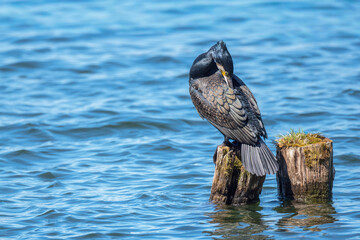 Kormoran (zwyczajny), kormoran czarny (Phalacrocorax carbo) © Janusz Lipiński