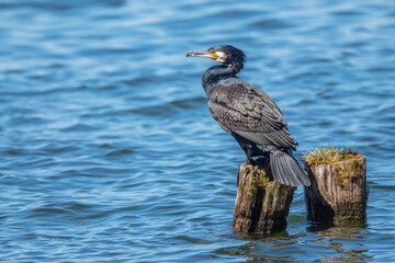 Kormoran (zwyczajny), kormoran czarny (Phalacrocorax carbo) © Janusz Lipiński