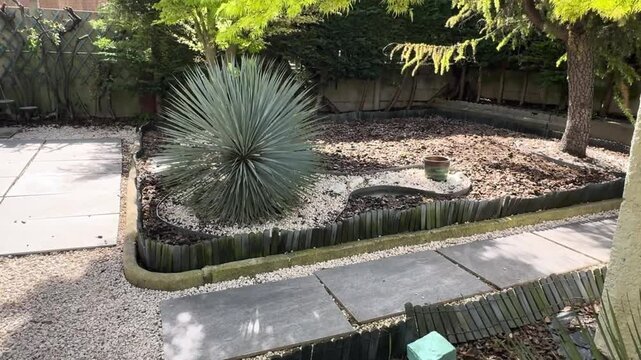 Yucca Rostrata Ornamental Plant in Contemporary Paris Garden &mdash; 4K