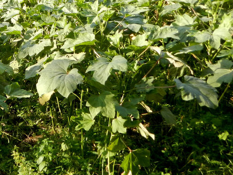 Okra or Abelmoschus esculentus plant with fruits and flower buds image.