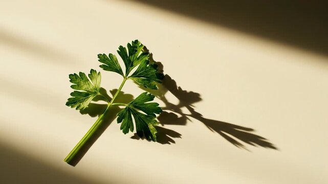A bunch of fresh green leaves on a vine and branch features organic parsley and coriander, providing a healthy natural herb and vegetable ingredient for cooking