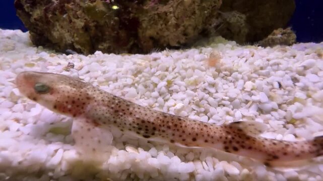 Small-spotted catshark in aquarium
