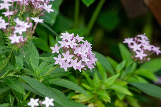 Egyptain starcluster (pentas lanceolata) flowers in bloom