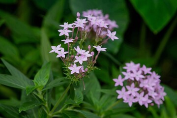 Fototapeta premium Egyptain starcluster (pentas lanceolata) flowers in bloom