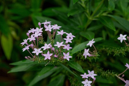 Egyptain starcluster (pentas lanceolata) flowers in bloom