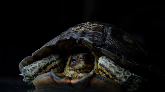 Ornate Wood Turtle Close Up