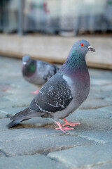 Obraz premium Urban Rock Pigeon Standing on Cobblestone Pavement with Blurred Bird Background, City Wildlife Close-Up,