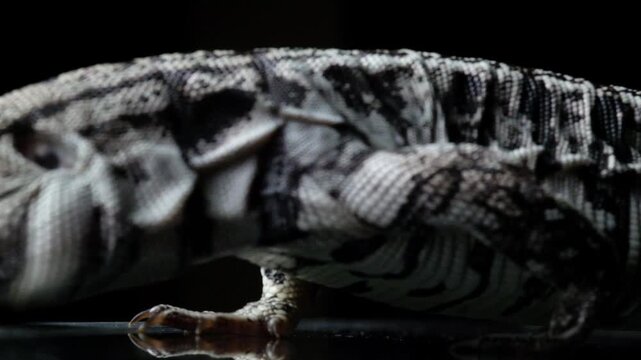 Blue Tegu Lizard Close Up Exotic Reptile Walking Detailed Scales Macro Wildlife Animal