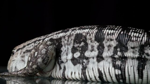 Blue Tegu Lizard Close Up Exotic Reptile Walking Detailed Scales Macro Wildlife Animal