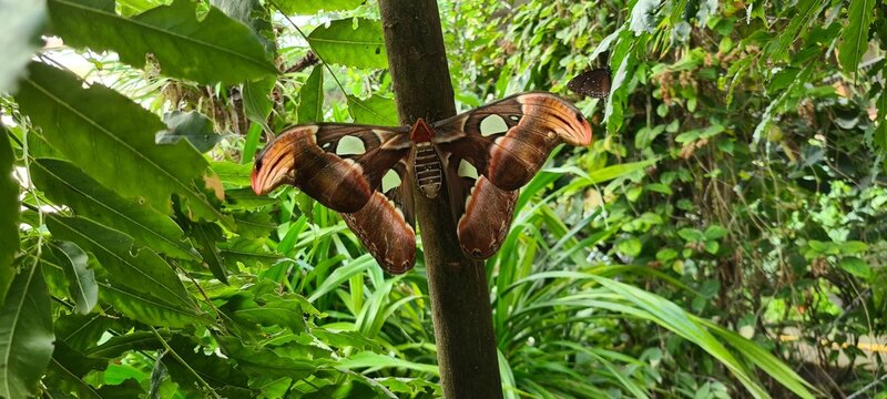 Gro&szlig;er Atlasspinner Nachtfalter (Attacus atlas) sitzt auf einem Baumstamm im Tropenhaus