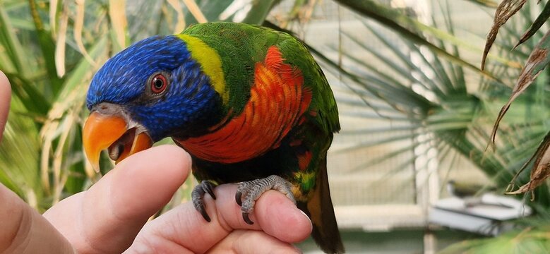Farbenfroher Allfarblori Papagei sitzt auf einer Hand in einem Vogelpark
