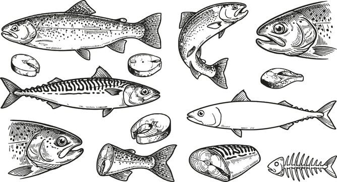 Vintage fish and seafood vector set featuring trout salmon mackerel fillets and skeletons for restaurant menus seafood markets grocery branding and culinary graphic design elements.