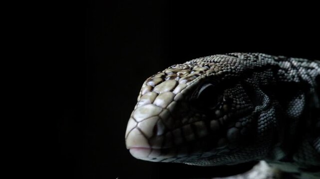 Blue Tegu Lizard Close Up Exotic Reptile Walking Detailed Scales Macro Wildlife Animal