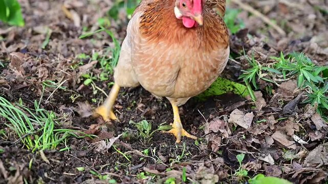 Slow motion footage of a chicken energetically scratching the ground with its claws, moving grass and soil to uncover food. The scene highlights natural foraging behavior in rural outdoor environment