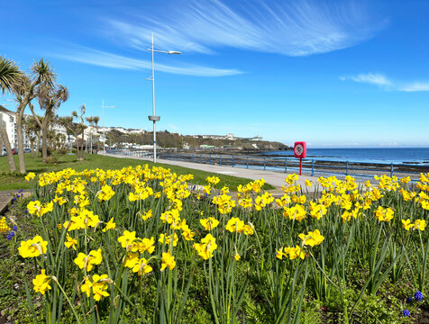 Daffodils line the Promenade at Douglas Isle of Man