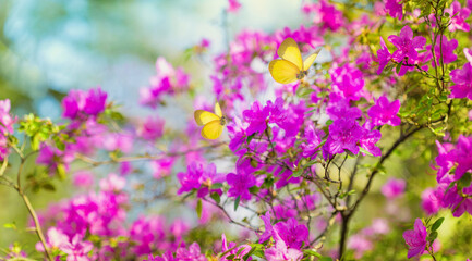 Obraz premium Summer background with beautiful pink flowers and yellow butterflies under sunny light, blooming fresh rhododendron flowering plant in botanical ornamental garden, gardening hobby.