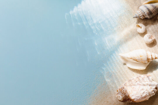 Collections of white and beige seashells on light blue background for summer holiday and vacations concept.