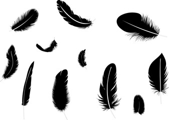 Bird feather silhouette, vector, set © zolotons