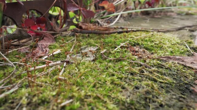 Macro closeup moss on brick seam, lush green carpet hugging grout, tiny red leaves and twigs scattered across moss, lowangle shallow depth revealing damp texture and spore dust, close botanical study