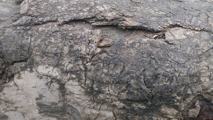Fototapeta premium Rough Weathered Tree Bark Texture Macro with Natural Organic Cracked Patterns