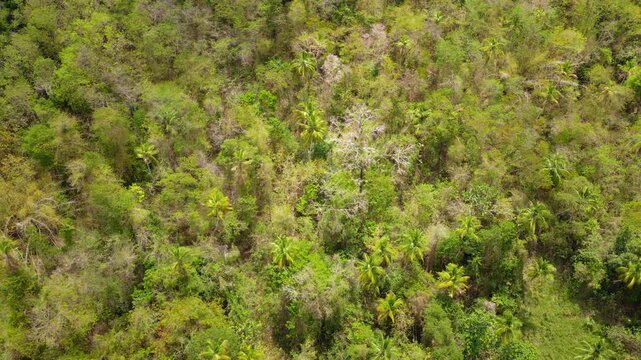 Drone footage flying over dense tropical rainforest featuring tall coconut palm trees scattered among lush green vegetation. Mixed forest canopy shows various tree species and foliage textures.