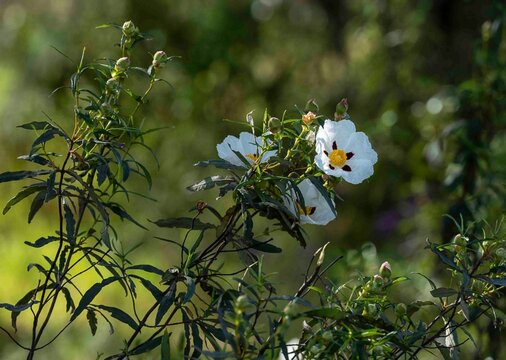 White gum rockrose flowers blooming in nature