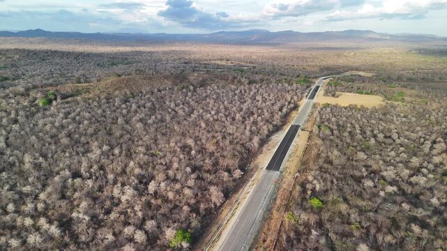 Asphalt road among forest with dry tees aerial drone view