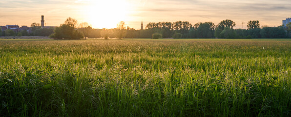 Panoramic sunset over a lush green meadow in Furth, Germany. The golden sun illuminates tall grass with a distant city skyline and historic towers on the horizon. Peaceful summer landscape. © beautiful-photo.de