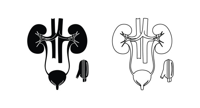 Vintage anatomical illustration of the human urinary system with kidneys and bladder
