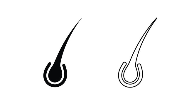 Hair follicle illustration two detailed views of hair root structures