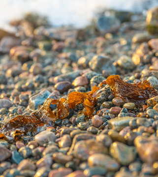 Close up of brown seaweed Fucus vesiculosus on wet pebble beach at shoreline.