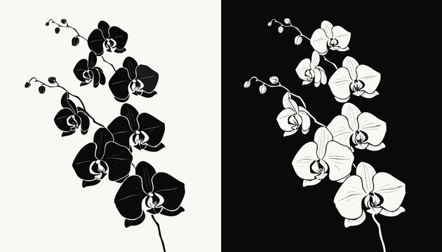 Seamless black and white floral pattern with nature elements like leaves and butterflies in a vector illustration design for a spring wallpaper background