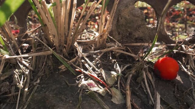 Closeup macro red berry on soil and grass with dried stems and tiny leaves warm sunlight filters through fence holes, casting circular bokeh and soft shadows intimate garden floor scene with seed,