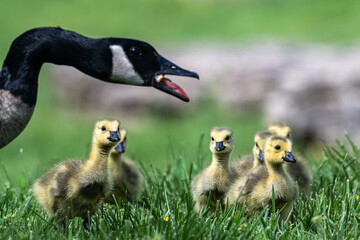 Obraz premium Canada goose yelling at its goslings.